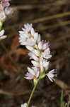 Pennsylvania smartweed